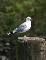 海上的马拉松选手“海鸥”图片