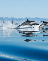 高智商海洋生物海豚的高清图集可做壁纸