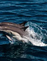 高智商海洋生物海豚的高清图集可做壁纸