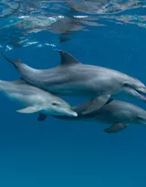 高智商海洋生物海豚的高清图集可做壁纸