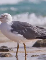 海上的马拉松选手“海鸥”图片