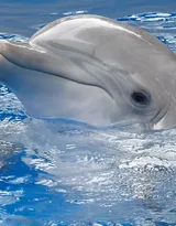 高智商海洋生物海豚的高清图集可做壁纸