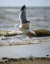 海上的马拉松选手“海鸥”图片