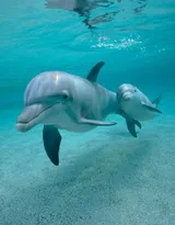 高智商海洋生物海豚的高清图集可做壁纸