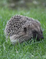 可爱的小刺猬图片，别靠近我 我会弄伤你的