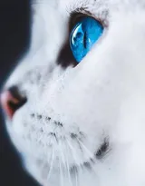 蓝颜色瞳孔萌猫图片，唯美可爱