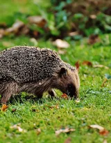 可爱的小刺猬图片，别靠近我 我会弄伤你的