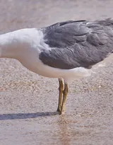 海上的马拉松选手“海鸥”图片