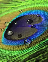 鸟类的选美冠军“孔雀”，开屏孔雀的一组高清图片