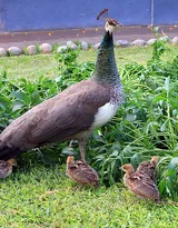 鸟类的选美冠军“孔雀”，开屏孔雀的一组高清图片