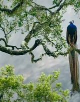 鸟类的选美冠军“孔雀”，开屏孔雀的一组高清图片