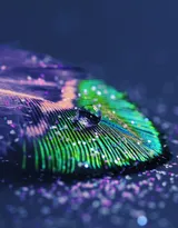 鸟类的选美冠军“孔雀”，开屏孔雀的一组高清图片