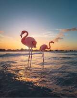 夕阳下，海边悠闲漫步的粉红火烈鸟唯美图片
