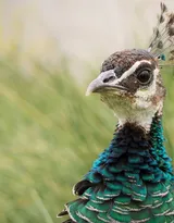 鸟类的选美冠军“孔雀”，开屏孔雀的一组高清图片