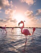 夕阳下，海边悠闲漫步的粉红火烈鸟唯美图片