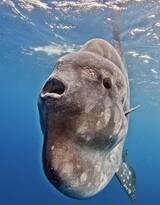 又笨又萌的海洋生物翻车鱼高清图片