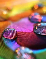 鸟类的选美冠军“孔雀”，开屏孔雀的一组高清图片