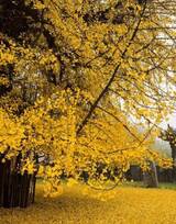 美了1400多年的银杏树图片，满地的金黄，太美了