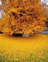 美了1400多年的银杏树图片，满地的金黄，太美了
