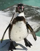 萌萌的北极企鹅图片，企鹅近照图片