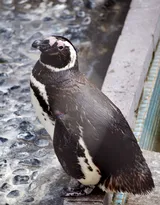 萌萌的北极企鹅图片，企鹅近照图片