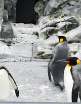 萌萌的北极企鹅图片，企鹅近照图片