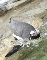 萌萌的北极企鹅图片，企鹅近照图片