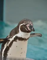 萌萌的北极企鹅图片，企鹅近照图片