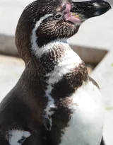 萌萌的北极企鹅图片，企鹅近照图片