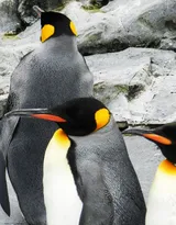 萌萌的北极企鹅图片，企鹅近照图片