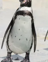 萌萌的北极企鹅图片，企鹅近照图片