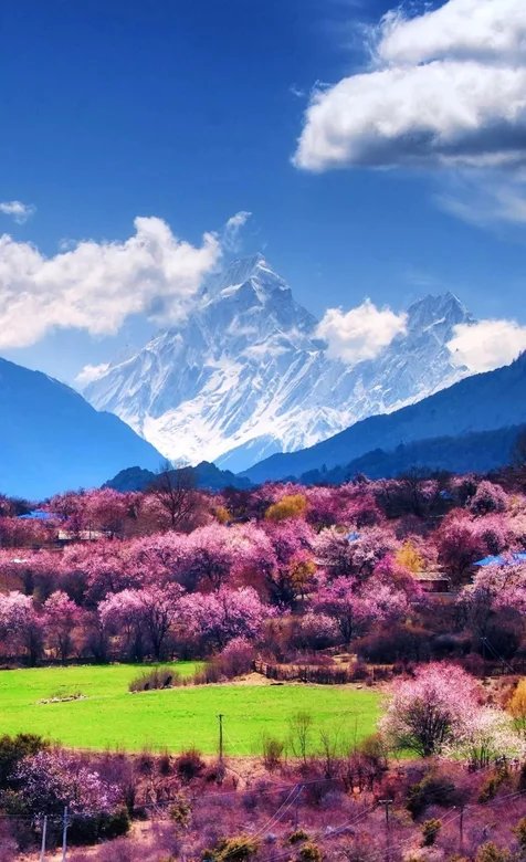 雪山下的紫色树林唯美手机壁纸图片-iPhone17-1