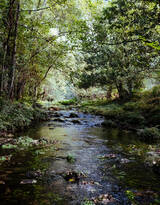 原始森林的小溪流图片，唯美，清新