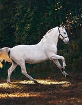 奔跑中的帅气健壮的白马图片