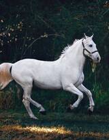 奔跑中的帅气健壮的白马图片