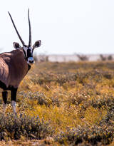草原上的长角羚羊图片大全