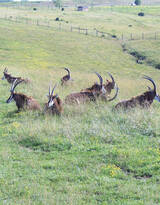 草原上的长角羚羊图片大全
