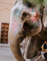 印度旅游区里具有观赏性的大象图片