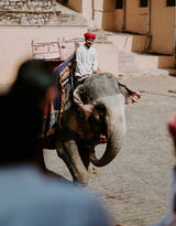 印度旅游区里具有观赏性的大象图片