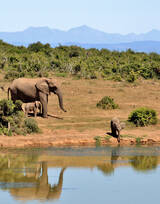 非洲野外水源地的野生象群图片