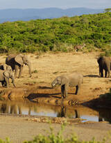 非洲野外水源地的野生象群图片
