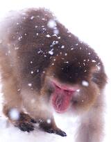 雪地里的红脸猴子图片