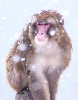 雪地里的红脸猴子图片