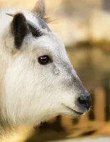 山羊图片，长长胡子的山羊