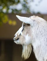 山羊图片，长长胡子的山羊