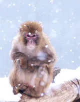 雪地里的红脸猴子图片