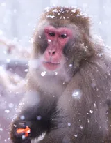 雪地里的红脸猴子图片