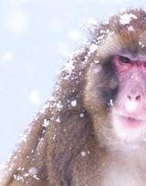 雪地里的红脸猴子图片