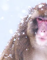 雪地里的红脸猴子图片