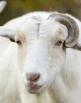 山羊图片，长长胡子的山羊